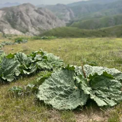 Nuratau Mountains - Chirchiq
