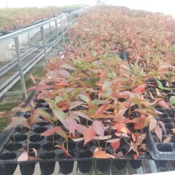 Denov Botanical Garden - Denov (Denau)