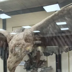 Fergana Regional Museum - Fergana