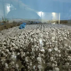 Fergana Regional Museum - Fergana