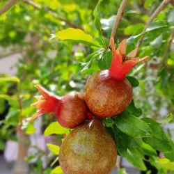 Kokand City Park - Kokand