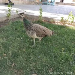 Sitorai Mohi-Khosa Palace - Kokand