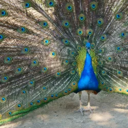 Sitorai Mohi-Khosa Palace - Kokand