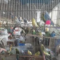 Nukus Bazaar - Nukus