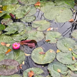 Central Park of Culture and Rest - Olmaliq