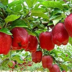 Fergana Valley - Oltiariq