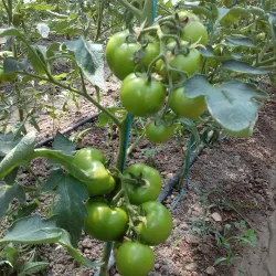 Fergana Valley - Oltiariq