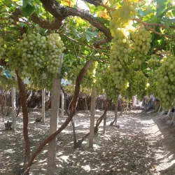 Oltiariq Historical Site - Oltiariq