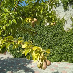 Oltiariq Historical Site - Oltiariq