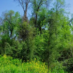 Tashkent Botanical Garden - Tashkent