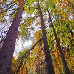 Tashkent Botanical Garden - Tashkent