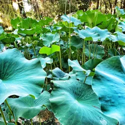 Yangiyul Botanical Garden - Yangiyul