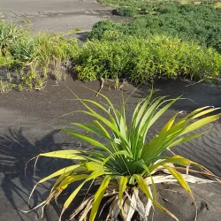 Mount Yasur Volcano - Isangel