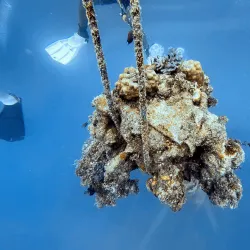 Snorkeling and Diving Sites - Lakatoro