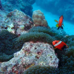 Snorkeling and Diving Sites - Lakatoro