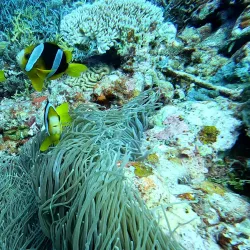 Snorkeling and Diving Sites - Lakatoro