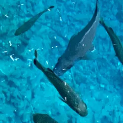 Nanda Blue Hole - Luganville