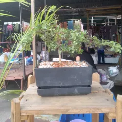 Mercado Municipal de Acarigua - Acarigua