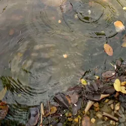 Parque La Laguna - Acarigua