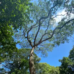Parque La Laguna - Acarigua
