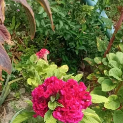 Plaza Bolívar de Acarigua - Acarigua