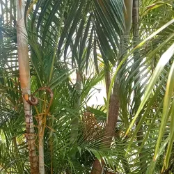 Plaza Bolívar de Acarigua - Acarigua