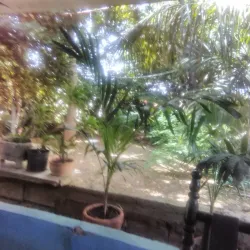 Mercado Municipal de Coro - Coro