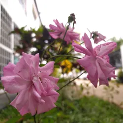 Centro Cultural Simón Bolívar - El Tigre