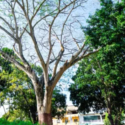 Plaza Bolívar de El Tigre - El Tigre