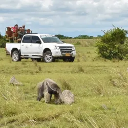 Llanos Wildlife Watching - Guasdualito
