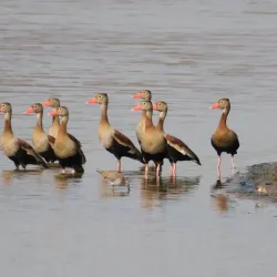 Llanos Wildlife Watching - Guasdualito