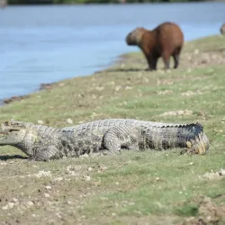 Llanos Wildlife Watching - Guasdualito