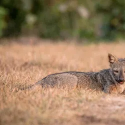 Llanos Wildlife Watching - Guasdualito