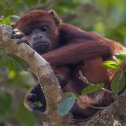 Llanos Wildlife Watching - Guasdualito