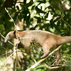 Llanos Wildlife Watching - Guasdualito