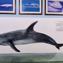 Museo Marino de Margarita - Isla de Margarita