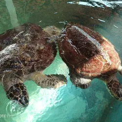 Museo Marino de Margarita - Isla de Margarita