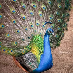 Parque La Guaricha - Maracay