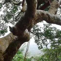 Cerro Santa Ana - Yaracuy