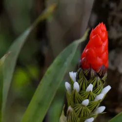 Cerro Santa Ana - Yaracuy