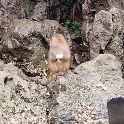 Luon Cave - Ba Long Bay (Hạ Long Bay)