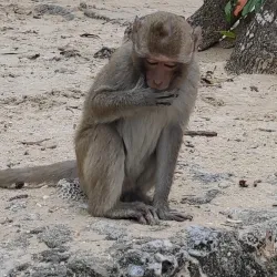 Monkey Island (Cat Ba Island) - Ba Long Bay (Hạ Long Bay)