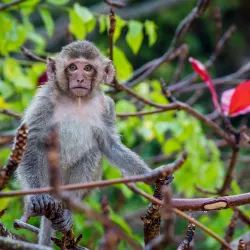 Monkey Island (Cat Ba Island) - Ba Long Bay (Hạ Long Bay)