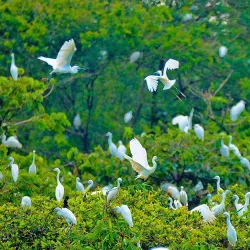 Bang Lang Stork Sanctuary - Can Tho