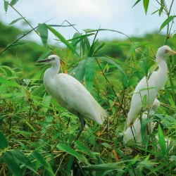 Bang Lang Stork Sanctuary - Can Tho