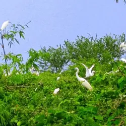 Bang Lang Stork Sanctuary - Can Tho
