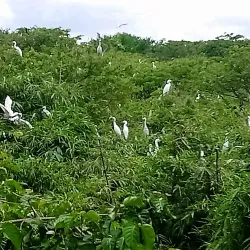 Bang Lang Stork Sanctuary - Can Tho