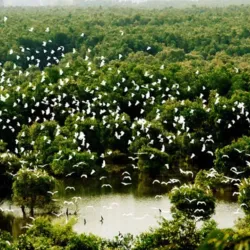 Bang Lang Stork Sanctuary - Can Tho