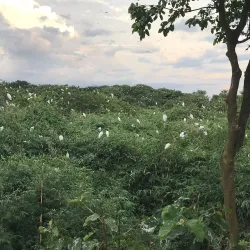 Bang Lang Stork Sanctuary - Can Tho