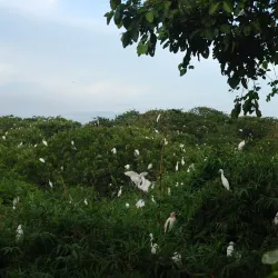 Bang Lang Stork Sanctuary - Can Tho